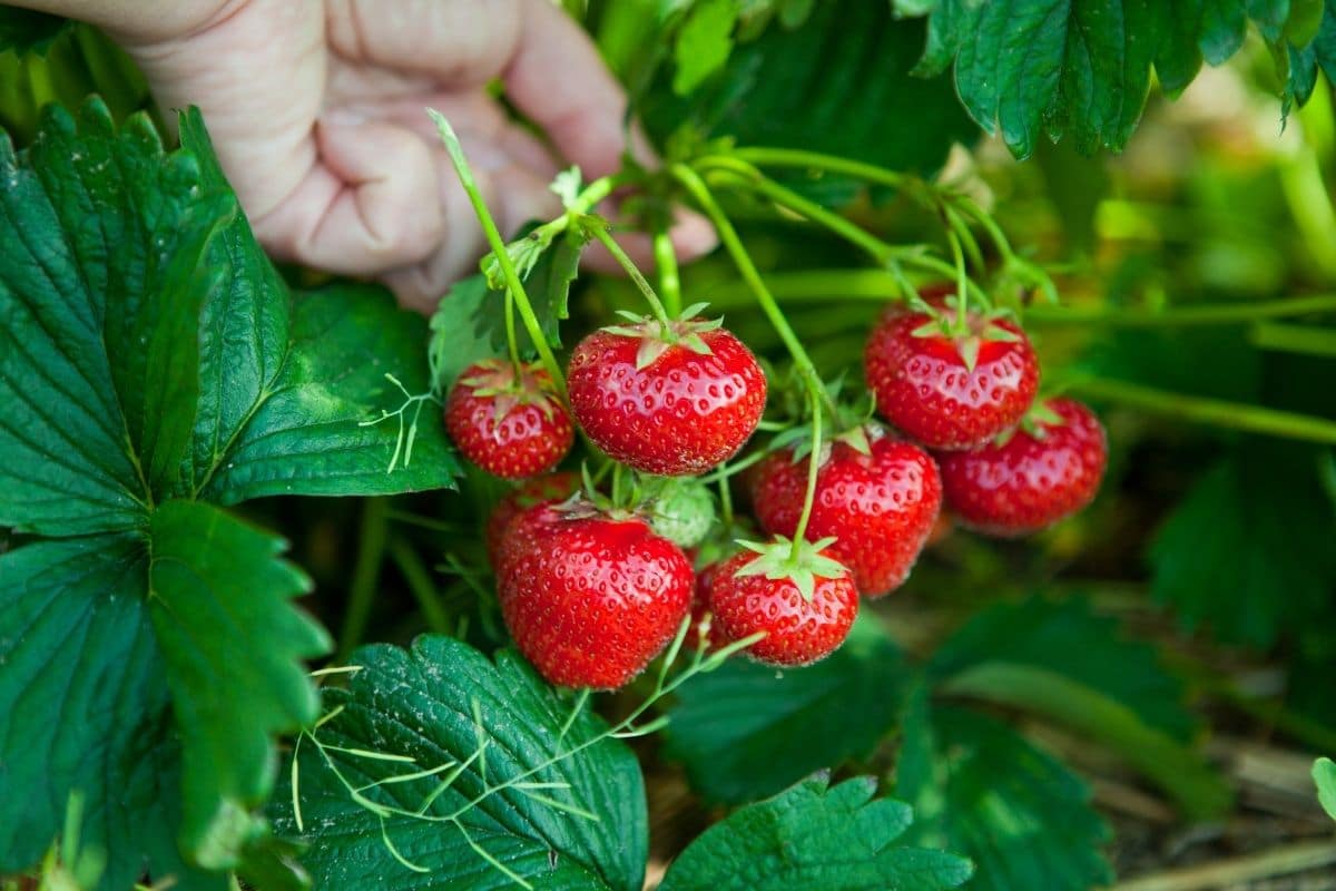 Organic Strawberries